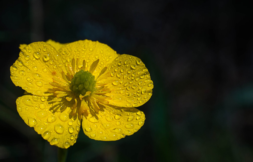 Khám Phá Mùa Hoa Ranunculus Từ Ý Đến Colombia