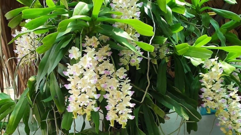 Hoa lan Tam Bảo Sắc giai đoạn cây con được bón phân giàu đạm để phát triển mạnh mẽ