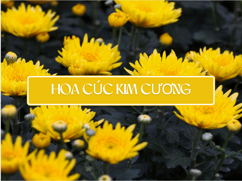 Hoa Cúc Kim Cương: Nguồn Gốc, Ý Nghĩa cập nhật 2026