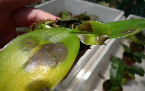 Cắt bỏ lá úa để ngăn ngừa sâu bệnh phát triển