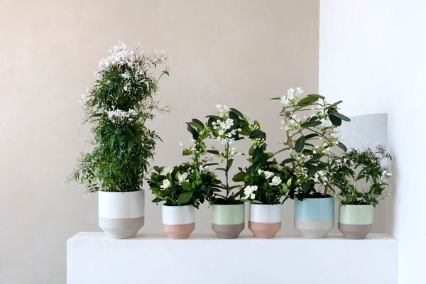 Trồng hoa và cây cảnh trong nhà để làm sạch không khí, mang đến không gian sống trong lành
