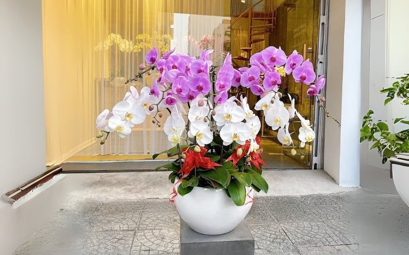 Chậu hoa lan hồ điệp tím mix trắng phù hợp tặng cho người lớn tuổi