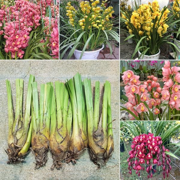 Tìm hiểu thông tin về cây hoa địa lan.