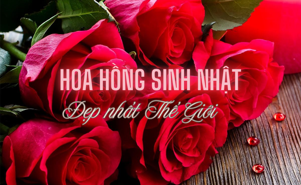 199+ Hoa hồng sinh nhật đẹp nhất Thế giới, ý nghĩa độc đáo 2026
