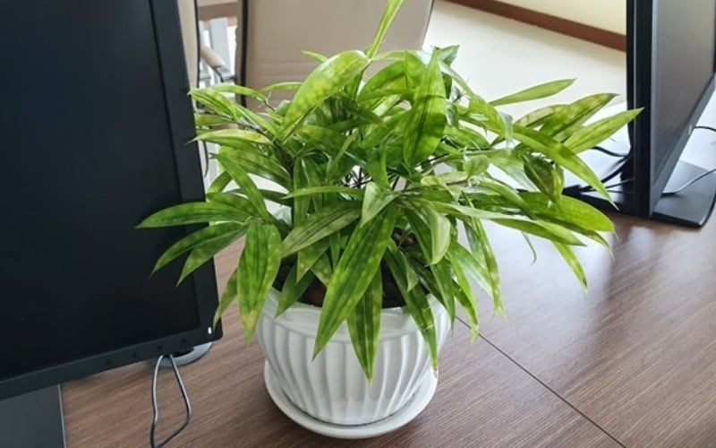 Cây trúc Nhật được tin là sẽ mang đến nhiều may mắn và tài lộc cho gia chủ mệnh Mộc
