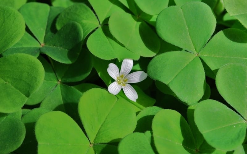 Quốc hoa của Ireland là cỏ ba lá (Shamrock)