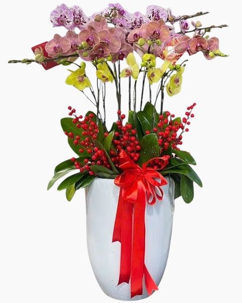  Chậu Hoa Lan Hồ Điệp 10 Cành Mix Màu - LHĐ116 