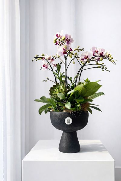 Lan Hồ Điệp: Chậu Lan Hồ Điệp Duyên Lan Thanh Nhã - LHD223