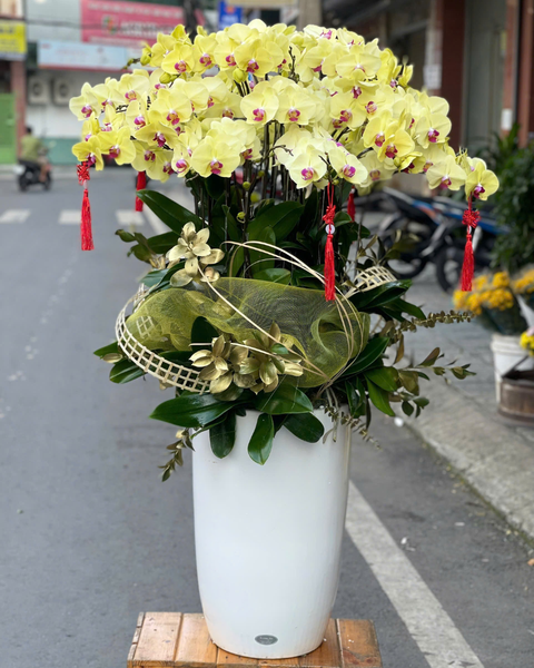  Chậu Lan Hồ Điệp Thịnh Vượng  - LHĐ137 