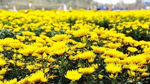 Hoa cúc vàng chưng Tết mang đến phúc lộc và ấm cúng cho gia đình