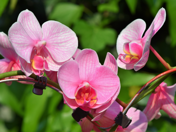 ý nghĩa hoa lan hồng
