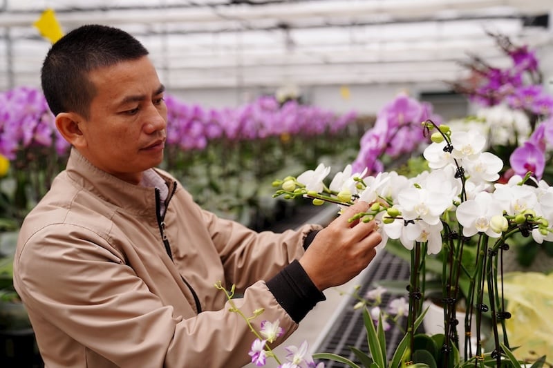 Dấu hiệu nhận biết cây lan Hồ Điệp cần được tưới nước qua lá và rễ
