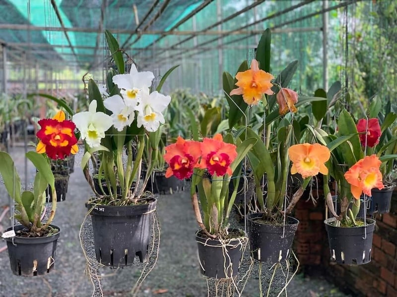 Lan Cattleya công nghiệp ra đời nhờ sự lai tạo cho ra nhiều giống khác nhau, màu sắc sặc sỡ