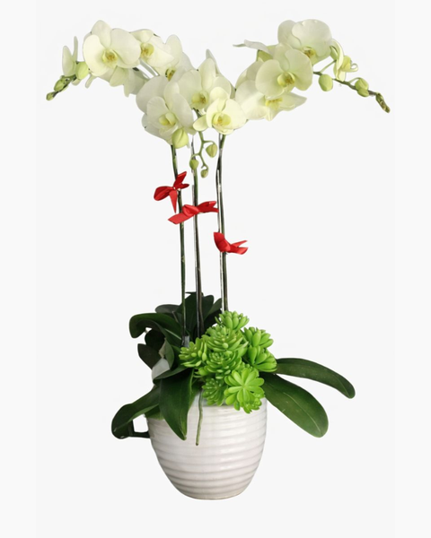 Lan Hồ Điệp: Chậu Hoa Lan Hồ Điệp Xanh Bơ - LHĐ42