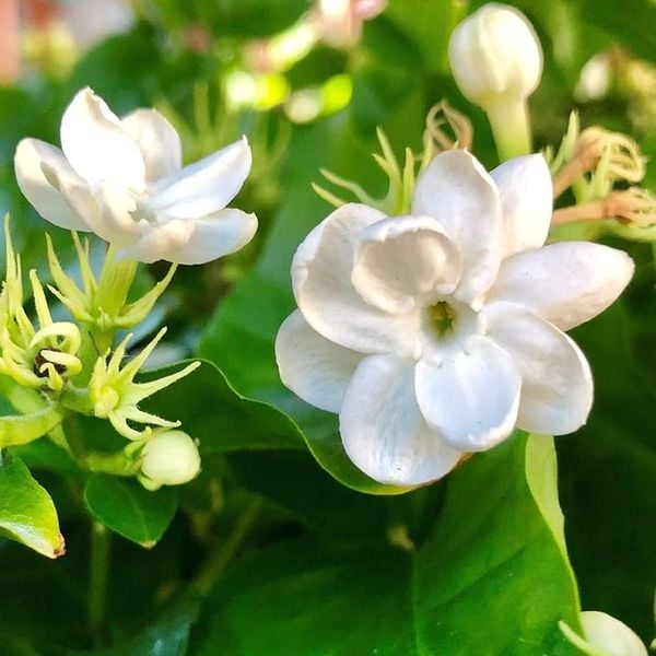 Nguồn gốc, đặc điểm của hoa nhài là gì?
