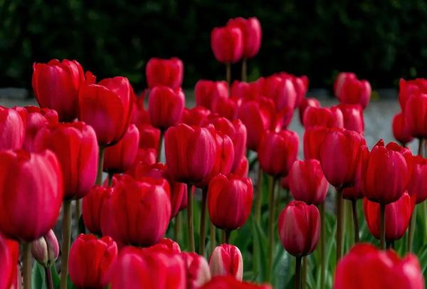 Hoa Tulip Đỏ: Biểu tượng của tình yêu mãnh liệt