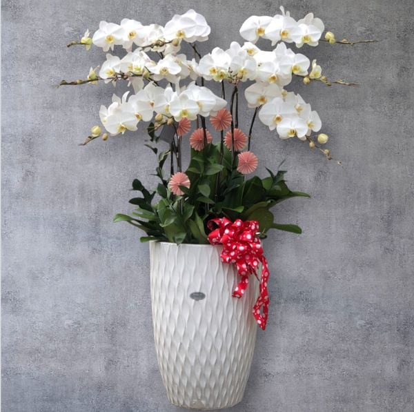 Lan Hồ Điệp: Chậu Hoa Lan Hồ Điệp Trắng - LHĐ04 - Flosa