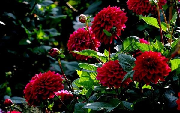 Cùng chiêm ngưỡng nét đẹp kiêu sa của những đóa hoa thược dược đỏ tươi.