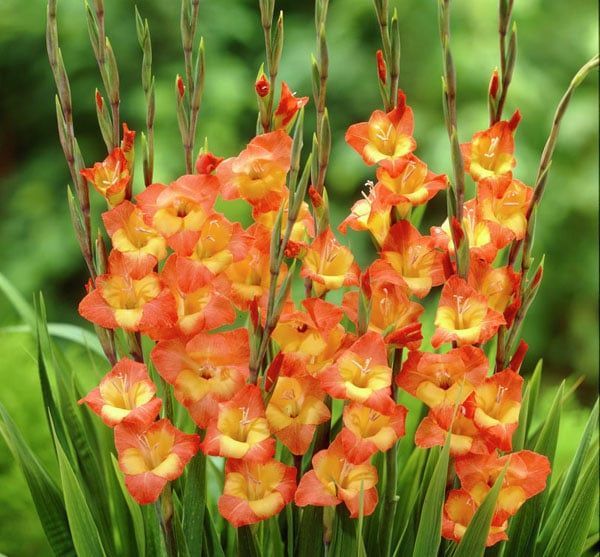 Hoa lay ơn cam cũng là một trong những giống hoa hiếm trong thời buổi hiện nay đấy.
