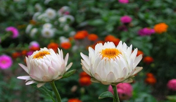 hoa tượng trưng cho sự mạnh mẽ