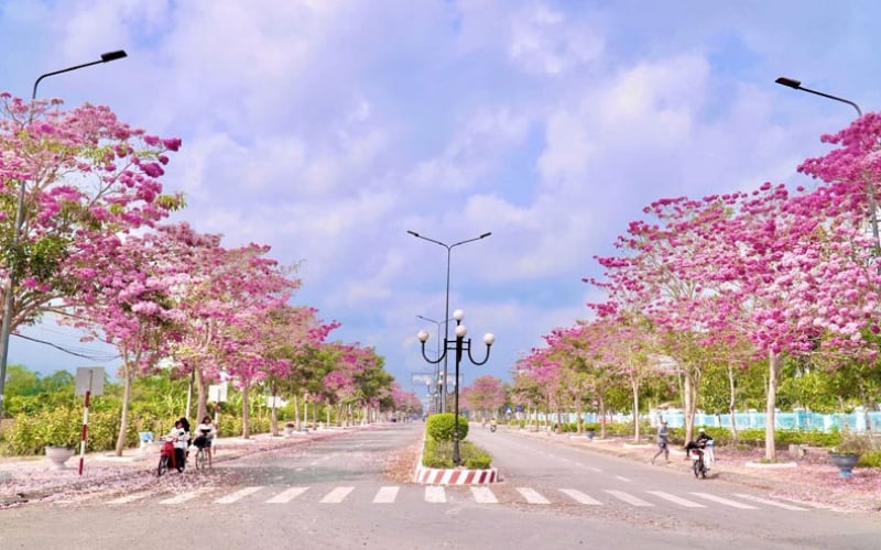 Cây hoa kèn hồng đang mùa nở rộ với sắc hồng lãng mạn trên đường phố