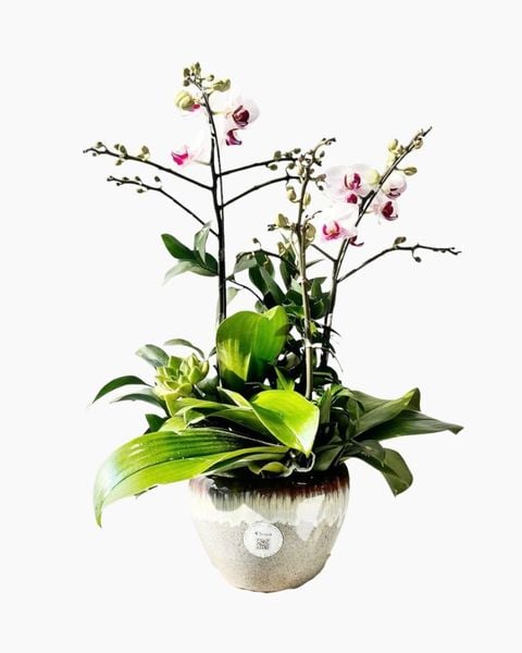  Chậu Lan Hồ Điệp Thanh Lan Tinh Khôi - LHD225 