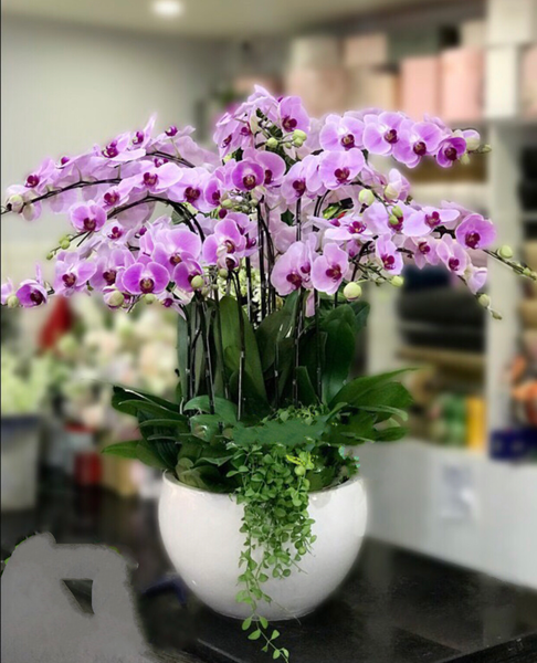  Chậu Hoa Lan Hồ Điệp Phát Tài - LHĐ57 