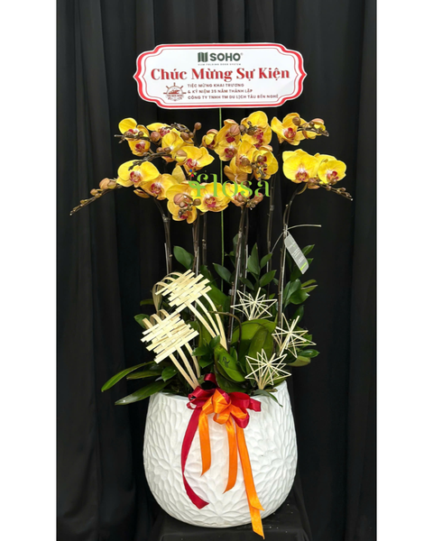  Chậu Lan Hồ Điệp Phú Quý-LHĐ123 