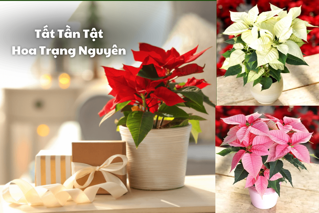 Hoa trạng nguyên (nhất phẩm hồng, poinsettia) — Euphorbia pulcherrima