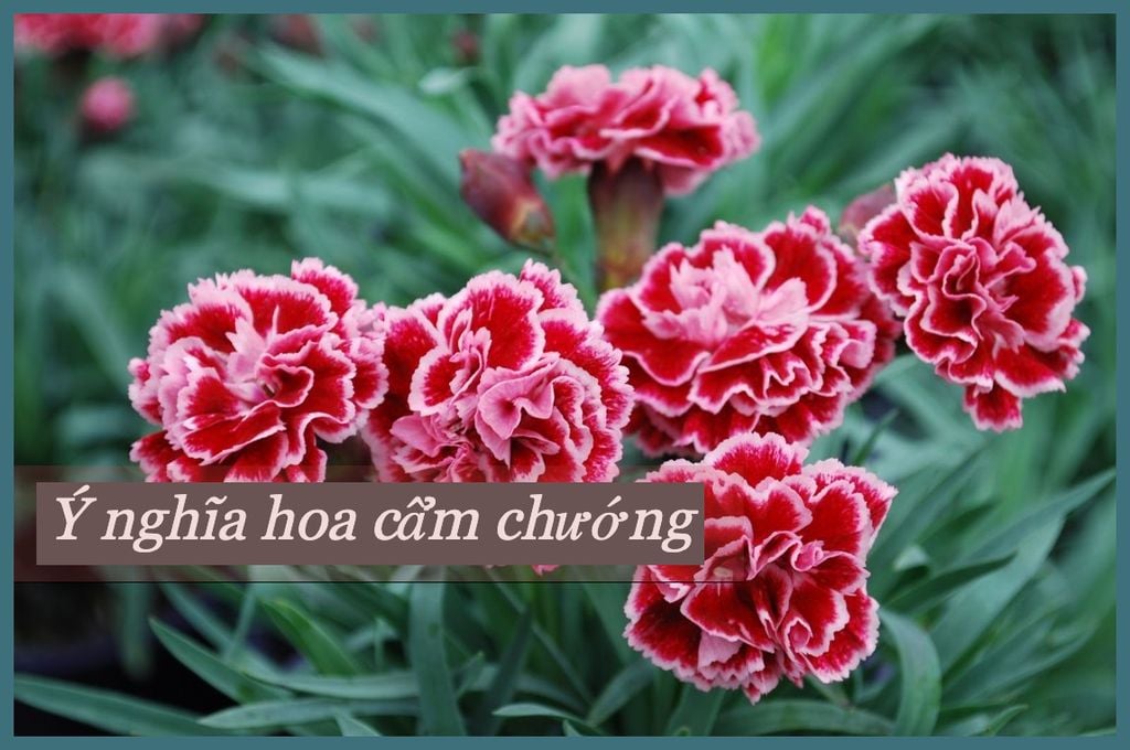 Hoa cẩm chướng — Dianthus caryophyllus
