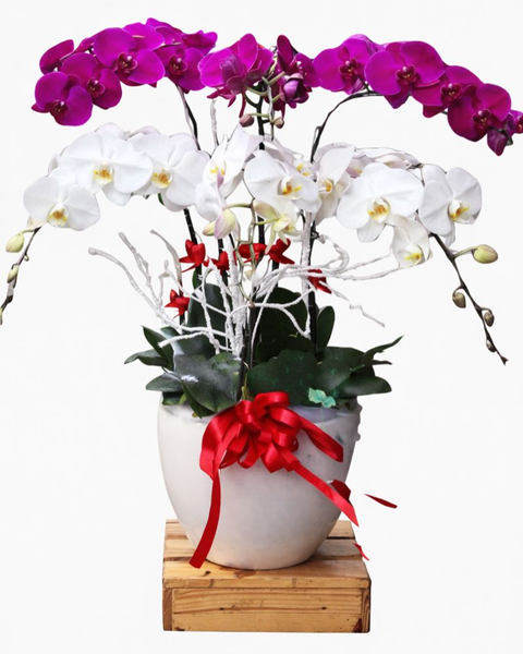 Lan Hồ Điệp: Chậu Hoa Lan Hồ Điệp The Glorious - LHĐ27