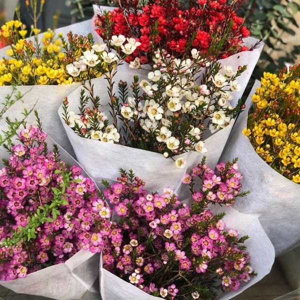hoa thanh liễu có những màu gì