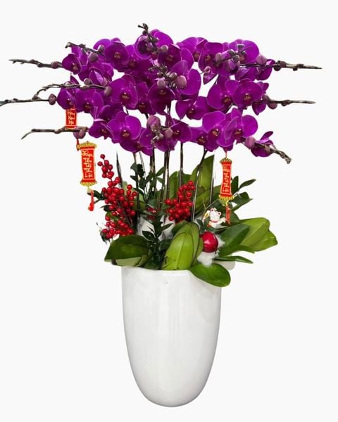  Chậu Hoa Lan Hồ Điệp Hưng Thịnh - LHĐ82 
