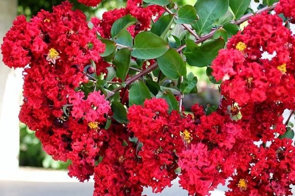 Cách trồng hoa tường vi đúng kỹ thuật