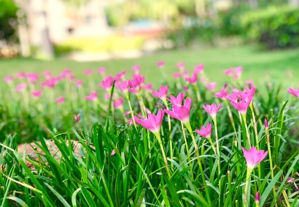 Ý nghĩa về sự đoàn kết của loài hoa tóc tiên.