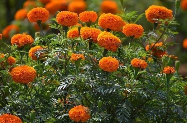 Hoa cúc vạn thọ cam đại diện cho sự thịnh vượng và may mắn