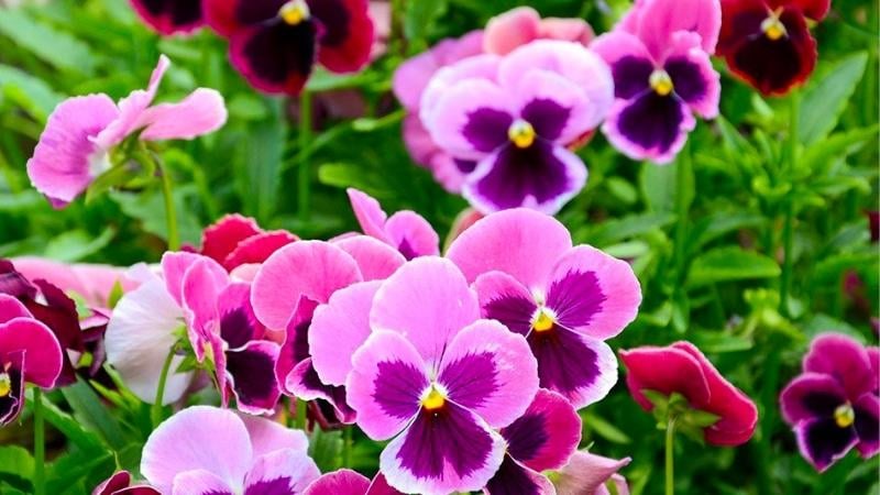Hình ảnh hoa Păng xê tím tượng trưng cho tình yêu ngọt ngào