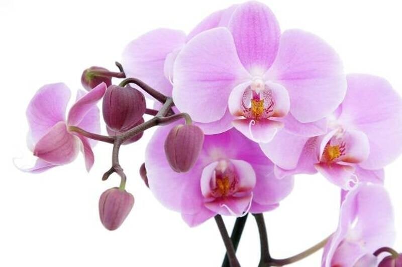 Phalaenopsis Orchids hồng cánh sen mang vẻ đẹp sang trọng, tinh tế