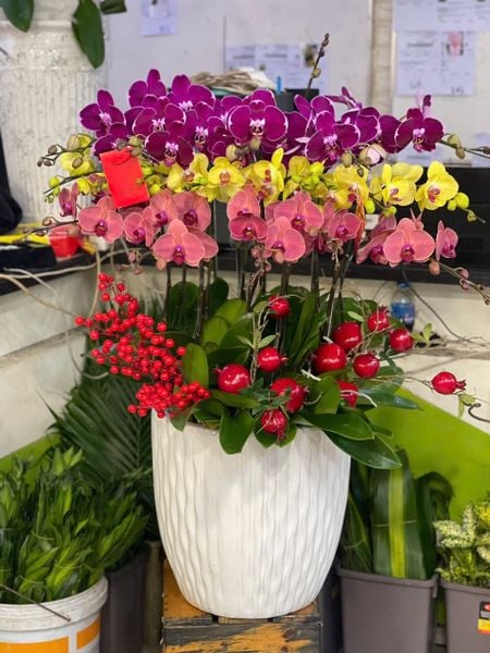 Chậu Hoa Lan Hồ Điệp 16 Cành Mix Màu - LHĐ113 là quà tặng khai trương ý nghĩa