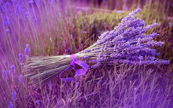 loài hoa tượng trưng cho sự bình yên