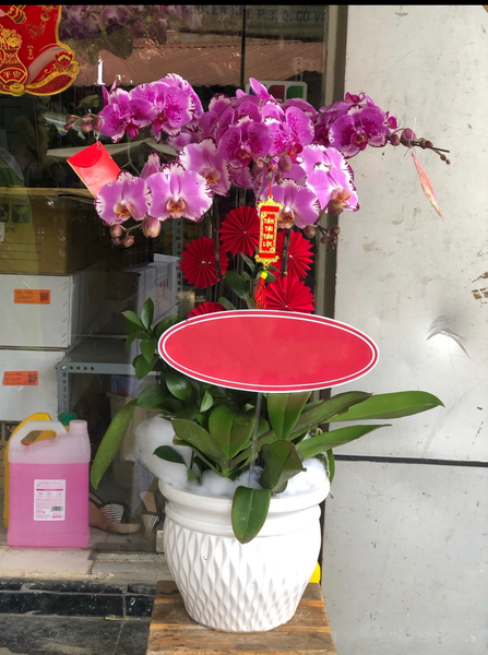 Lan Hồ Điệp: Chậu Hoa Lan Hồ Điệp Hồng - LHĐ102