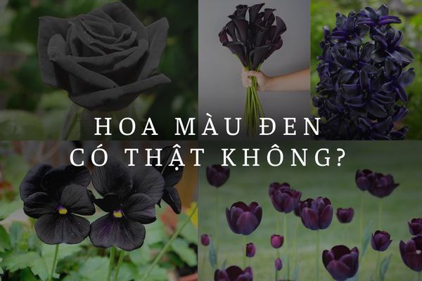 Hoa màu đen