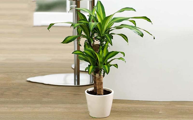 Cây hoa thiết mộc lan có ý nghĩa quan trọng trong phong thủy