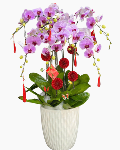  Chậu Lan Hồ Điệp Như Ý - LHĐ179 