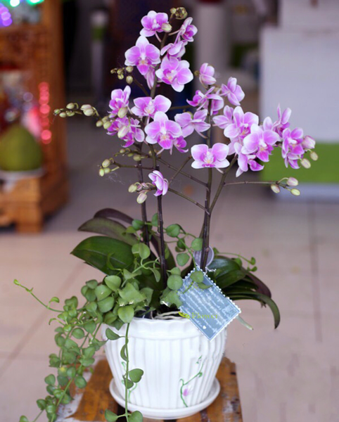 Lan Hồ Điệp: Chậu Hoa Lan Hồ Điệp Thuỷ Chung - LHĐ06
