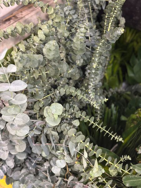 Hoa Cắt Cành: Lá Bạc - HCC08