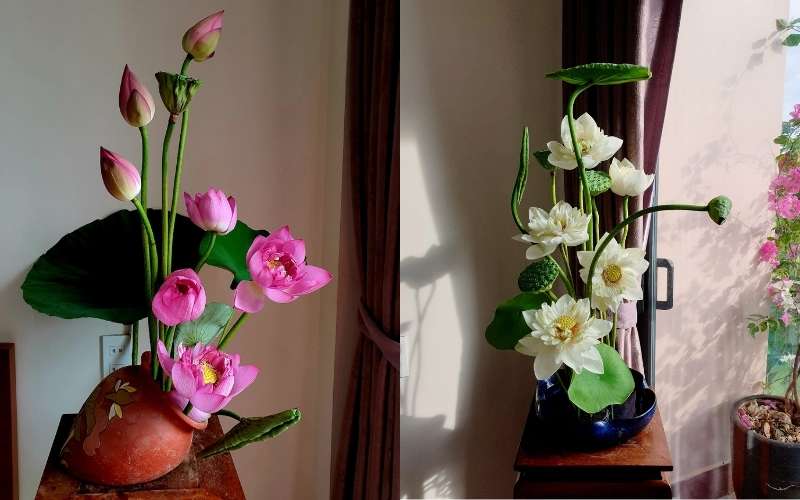 Hoa sen được cắm theo phong Ikebana Nhật Bản có bố cục bất đối xứng, nhưng lại hài hòa với thiên nhiên