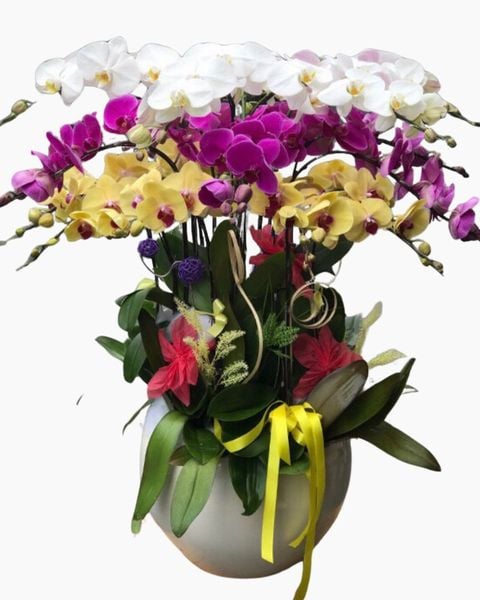 Lan Hồ Điệp: Chậu Hoa Lan Hồ Điệp Mix Màu - LHĐ61