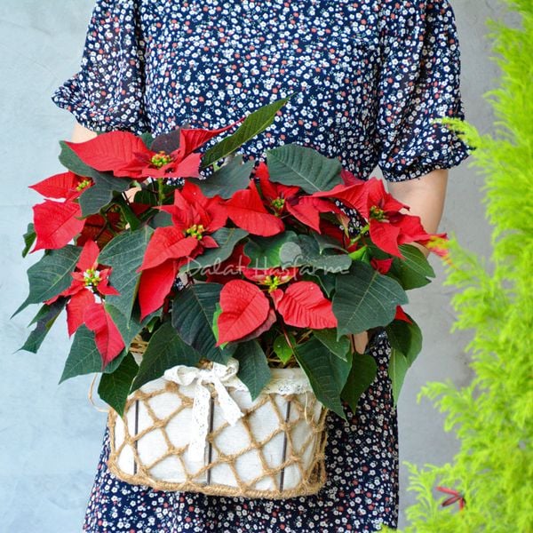Giỏ hoa trạng nguyên trang trí noel