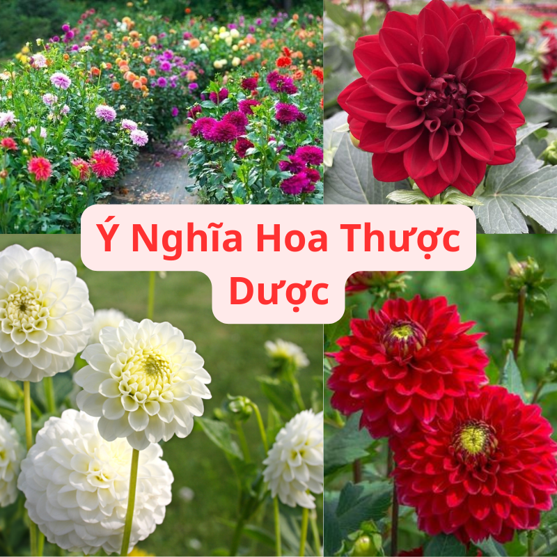 Hoa thược dược — Dahlia pinnata